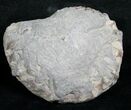 Slice Pleuroceras Ammonite Nodule - Wide #6333-1